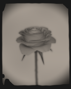 Rose 1851 #4