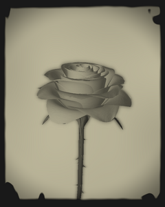 Rose 1851 #56